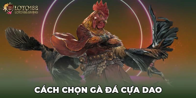 Cách chọn gà đá cựa dao