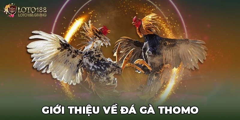 Giới thiệu về đá gà Thomo