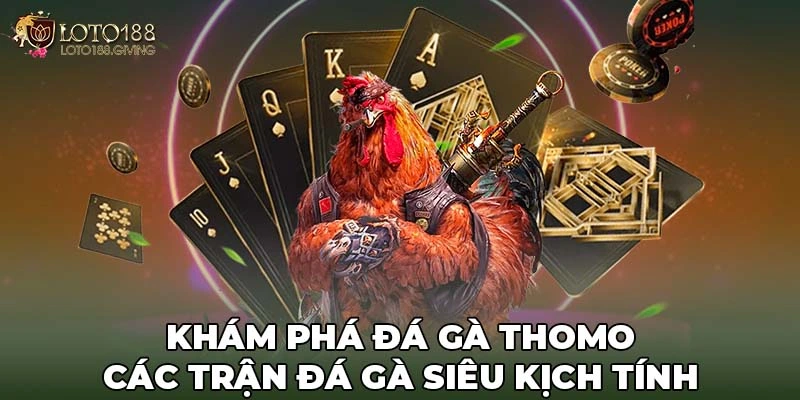 Khám Phá Đá Gà Thomo - Các Trận Đá Gà Siêu Kịch Tính